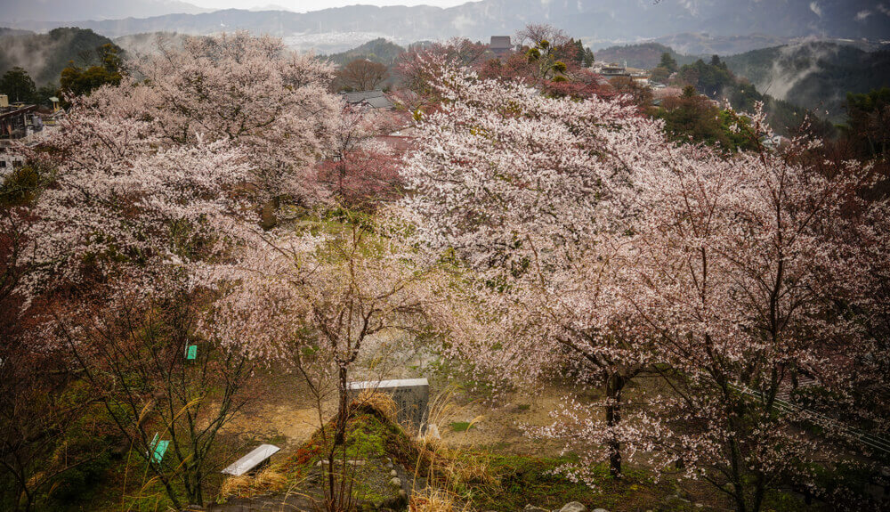 Aerial view of Yoshino Mountain with cherry flowers in Nara, Japan. touring plans