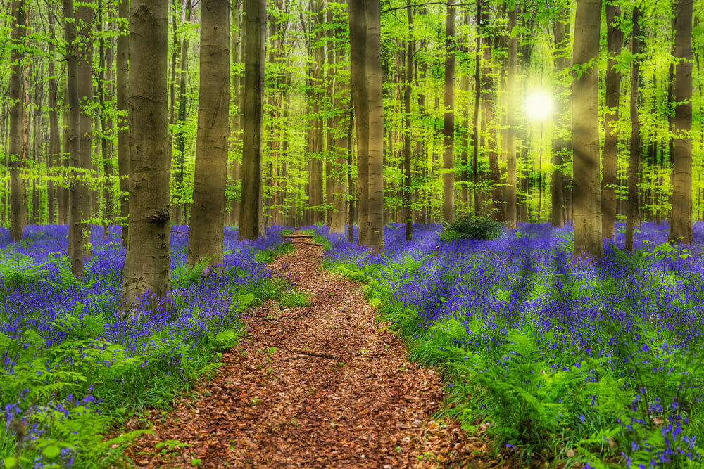 breathtaking landscapes in Europe. Famous forest Hallerbos in Brussels Belgium - nature background