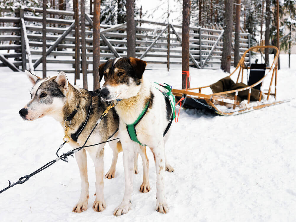 Trip to Finland. Husky dogs with sledge in Rovaniemi, Lapland, Finland
