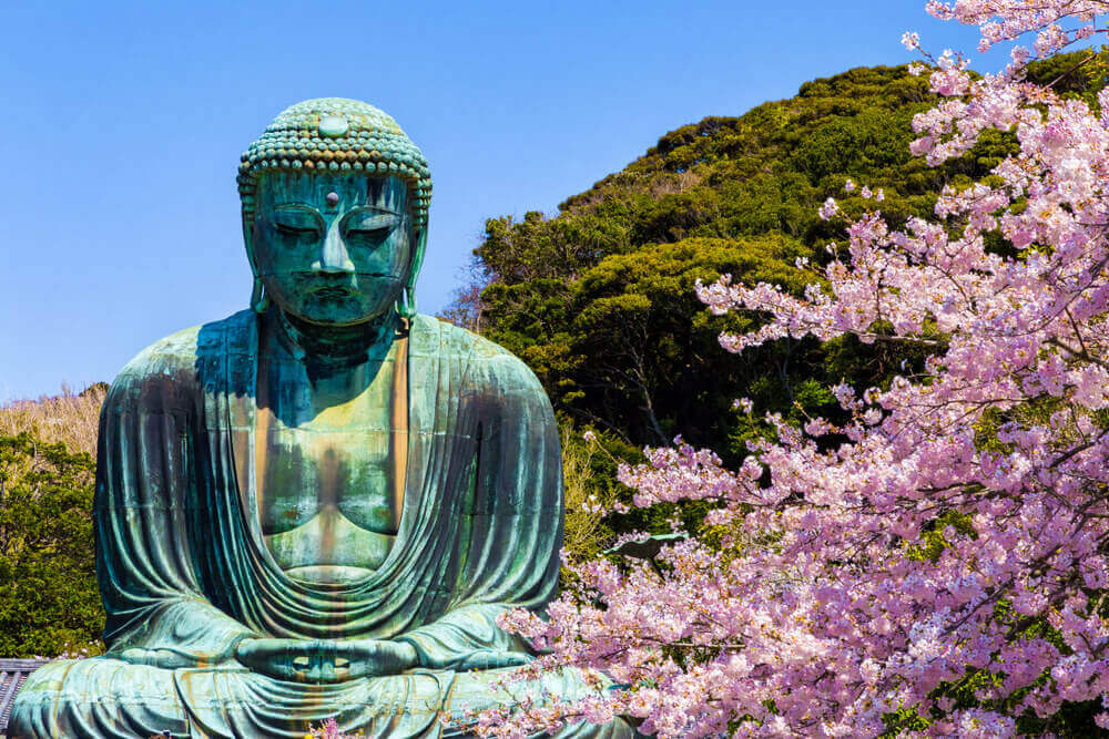 The Great Buddha in Kamakura Japan.The foreground is cherry blossoms.Located in Kamakura, Kanagawa Prefecture Japan. touring plans.