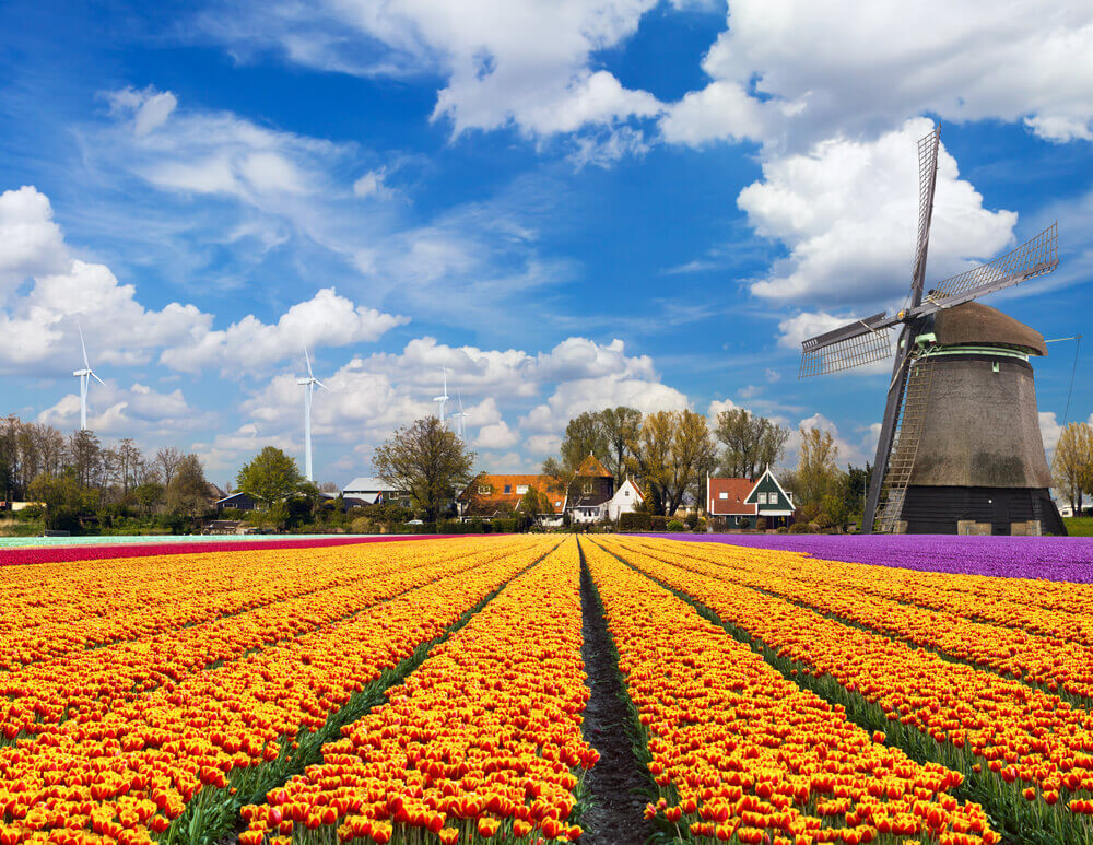 #Windmill #tulips in the #Netherlands 