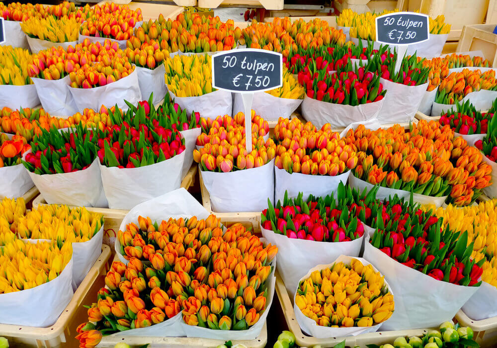 #Tulips #Holland #Netherlands 