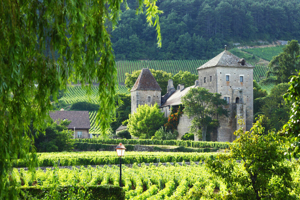 View of the vineyards in Gevrey Chambertin, France