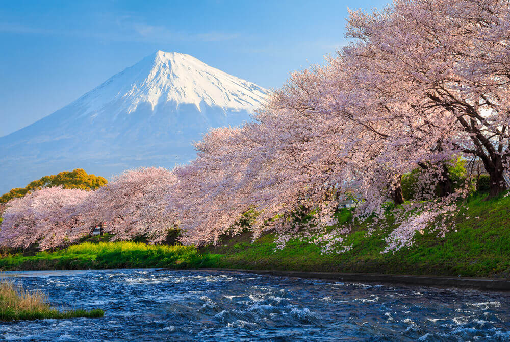 Mountain Fuji in spring at Kawaguchiko, japan and Cherry blossom Sakura, best places to visit in japan