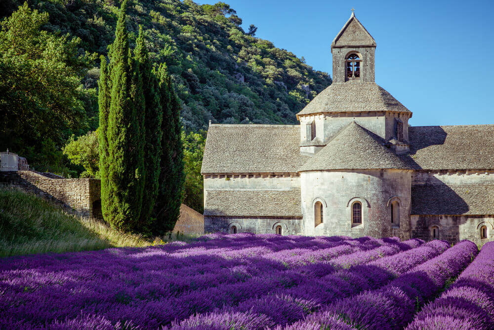  Lavender field in Gordes,, France