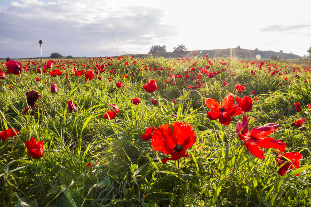 Red anemones carpet the ground in Southern Israel