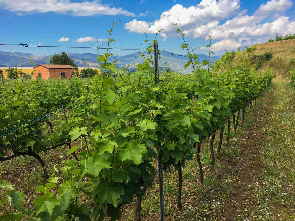 Vineyard in Sicily. Europe trip planner tool
